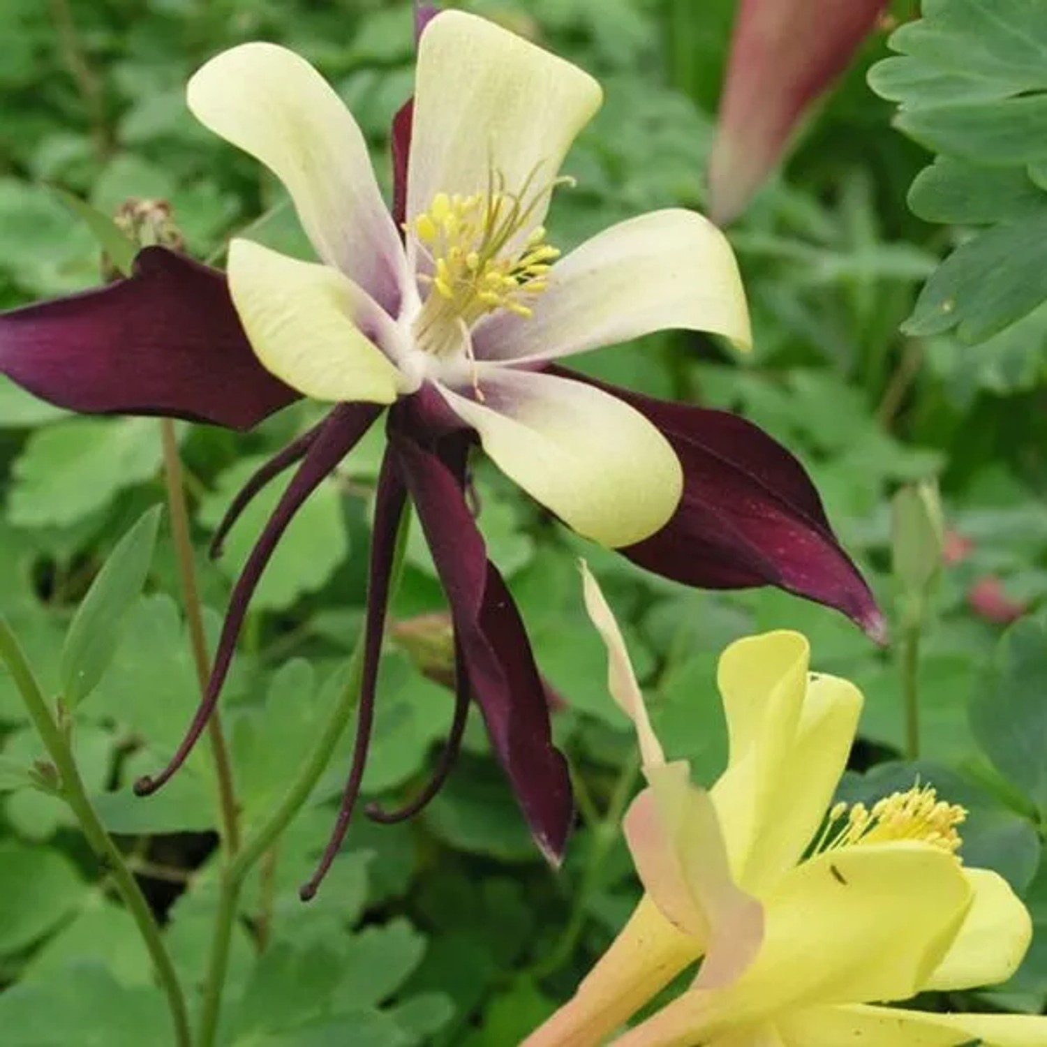 6 x Akelei 'Dragonfly Hybrids' Aquilegia Topf 9cm Reichblühend