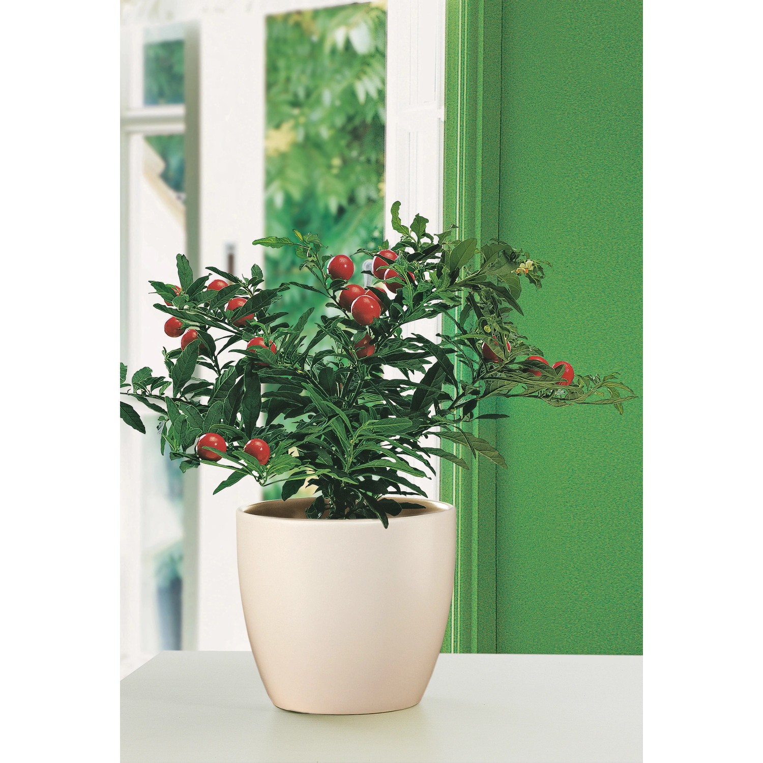 Scheurich Übertopf 920, Ø 14 cm, Creme, mit Pflanze. Keramiktopf für Innenräume.