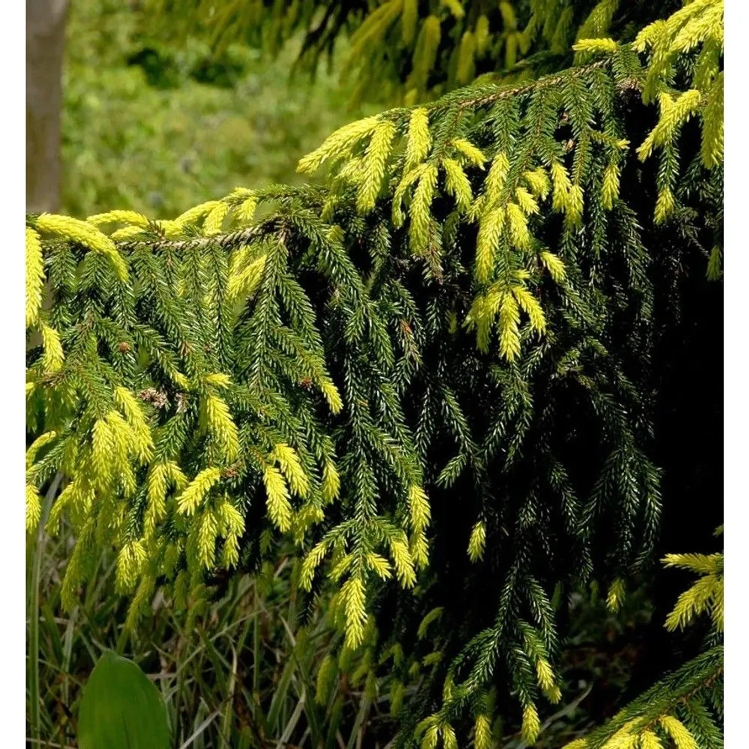 Goldspitzen-Fichte Aureaospicata 60-70cm - Picea orientalis