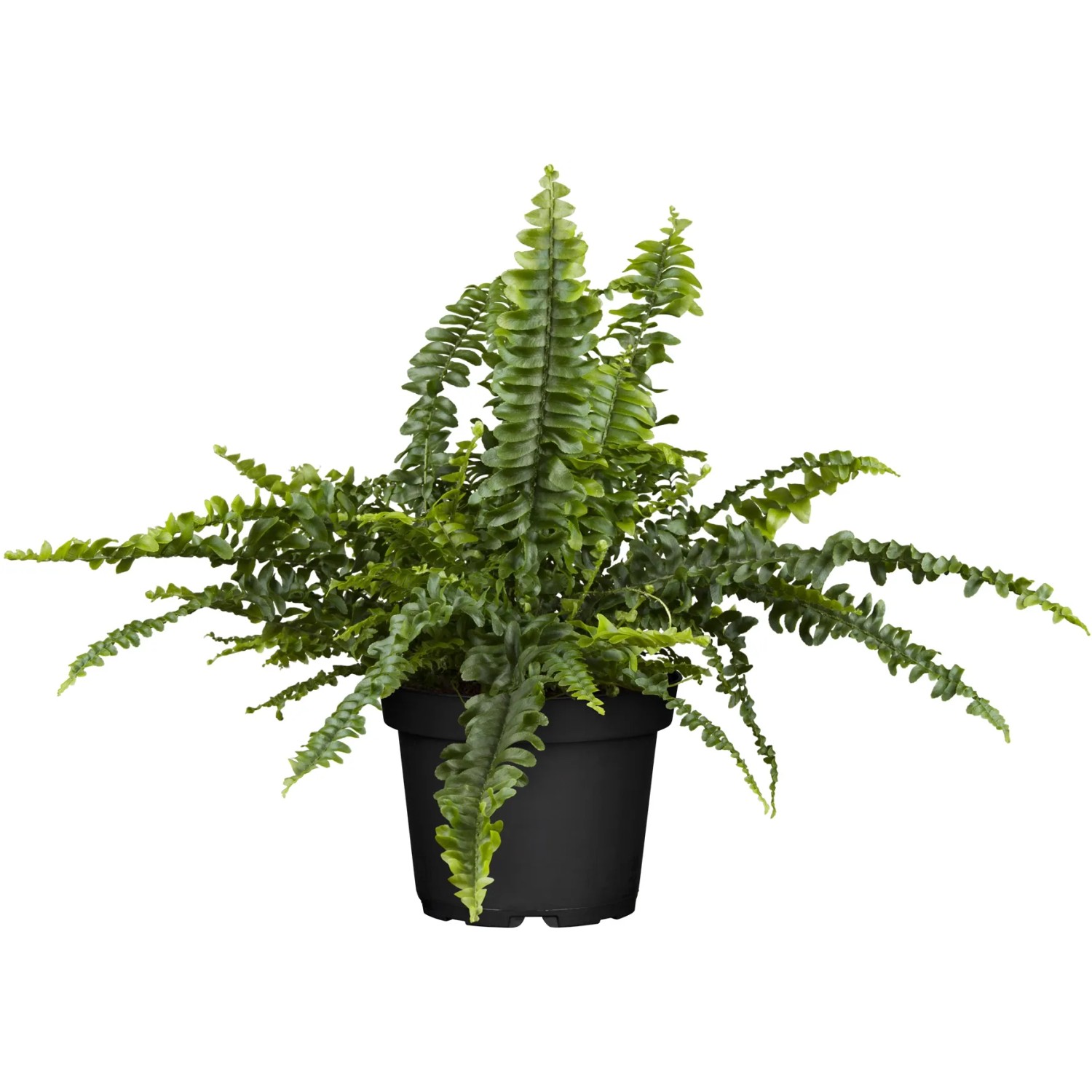 glücksfeder stängel schrumpelig Zamioculcas zamiifolia