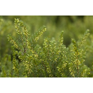 Detailaufnahme der Winterheide Erica White Perfection mit grünen Blättern und weißen Blüten.