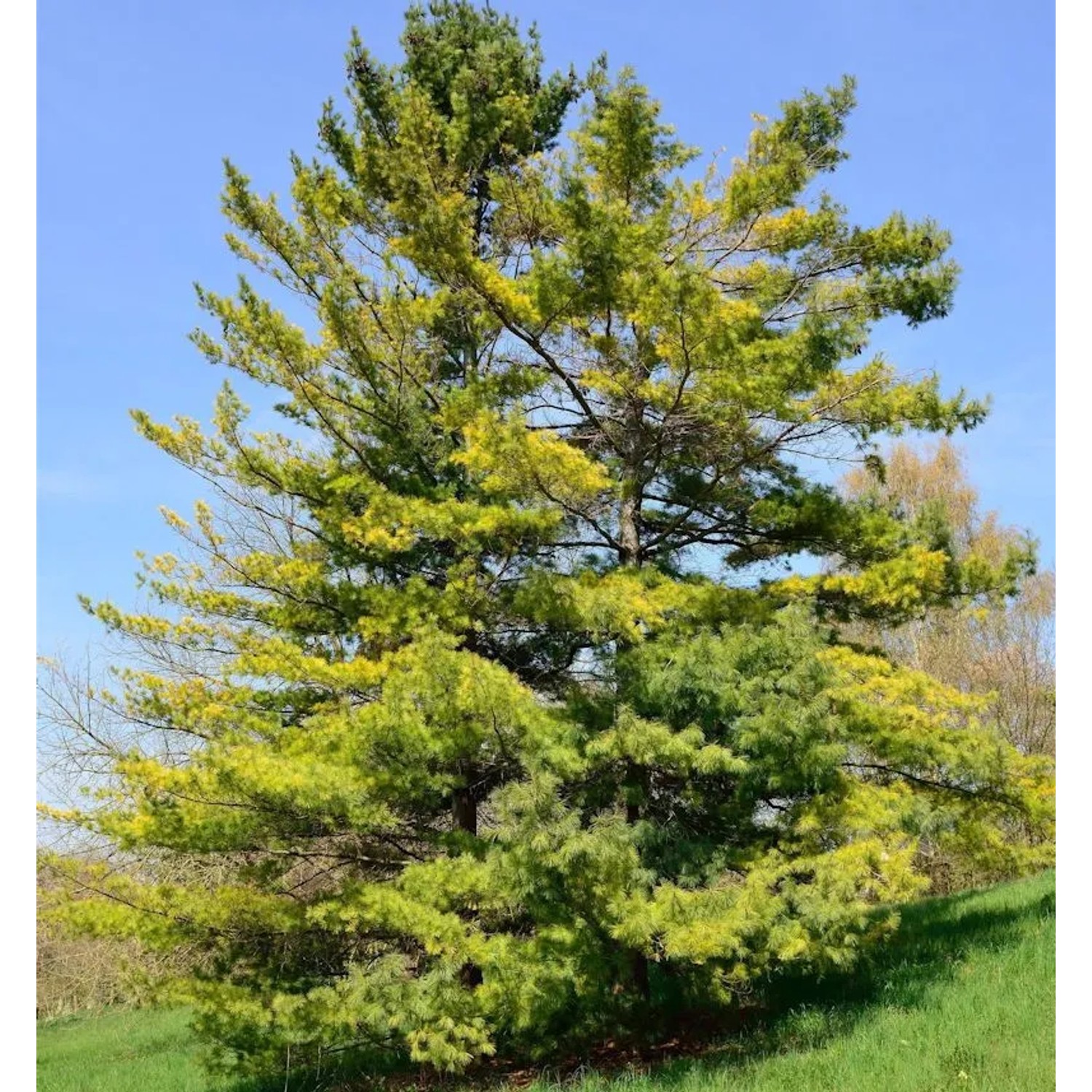 Weymouths Kiefer Seidenkiefer 100-125cm - Pinus strobus