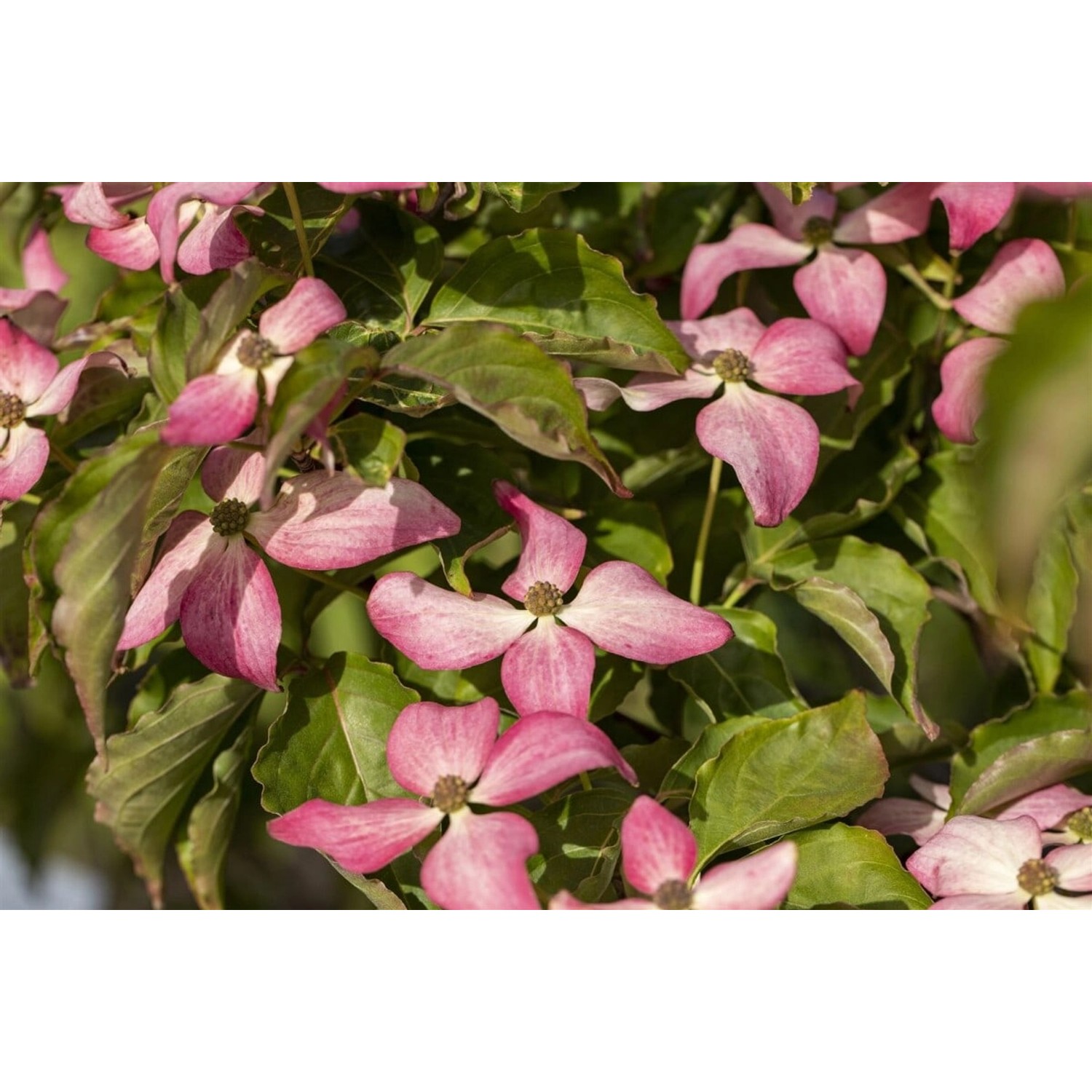 Cornus Kousa Scarlet Fire Japanischer Blumen-Hartriegel Rosa 100–125 cm günstig online kaufen