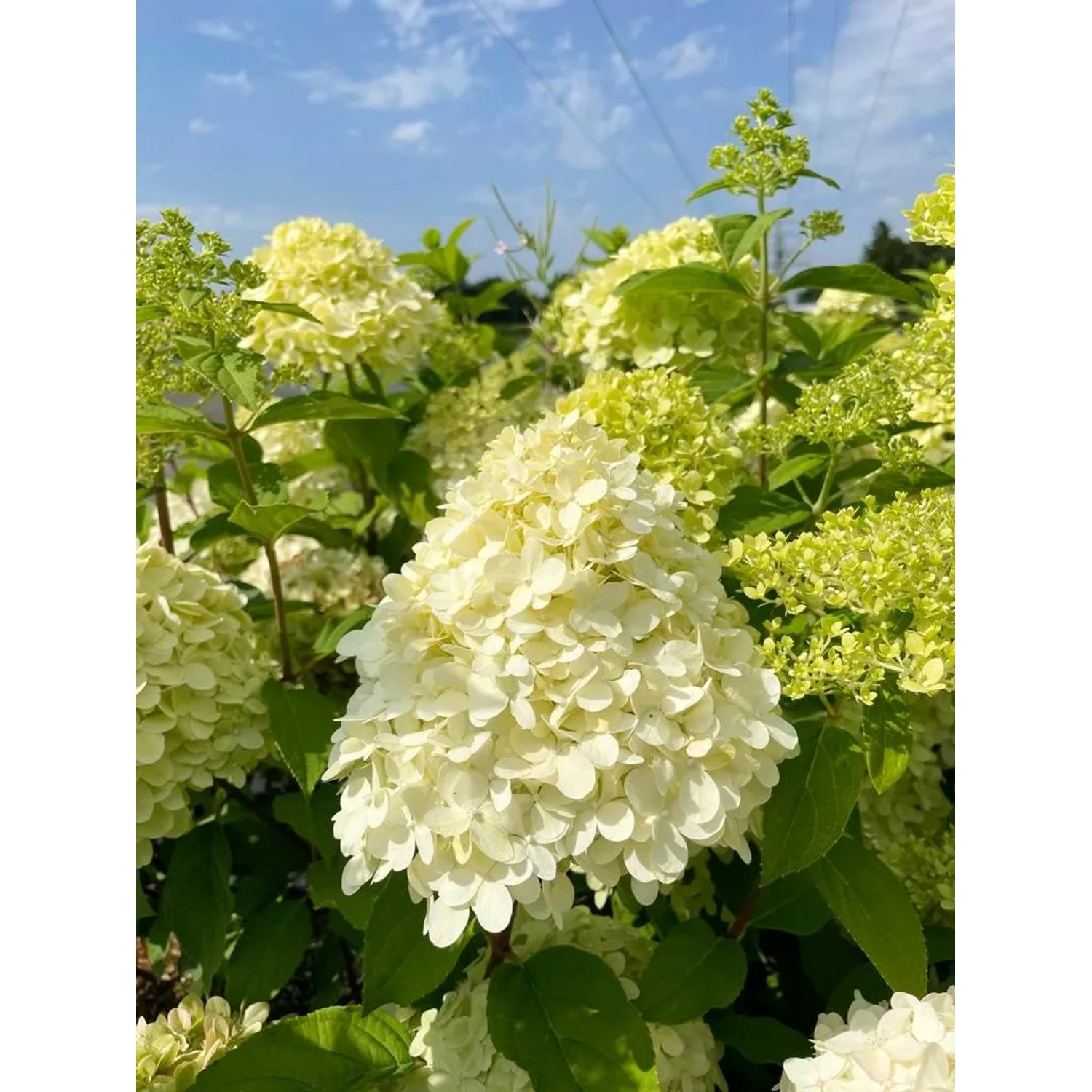 Rispenhortensie 'Limelight' als Topfpflanze mit großen, cremeweißen Blütenständen im Garten.