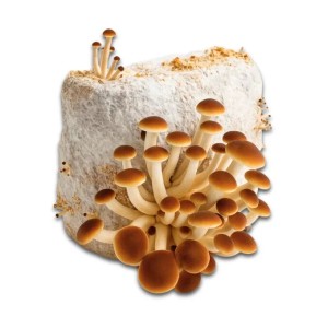 Hawlik Pilzbrut Bio Pioppino Pilze Züchten Set für Pilzzucht Zuhause Inkl. Anbauanleitung