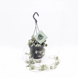 Dekorative GROW by OBI Leuchterblume, Ceropegia woodii, mit langen Ranken und marmorierten Herzblättern im Ampeltopf.