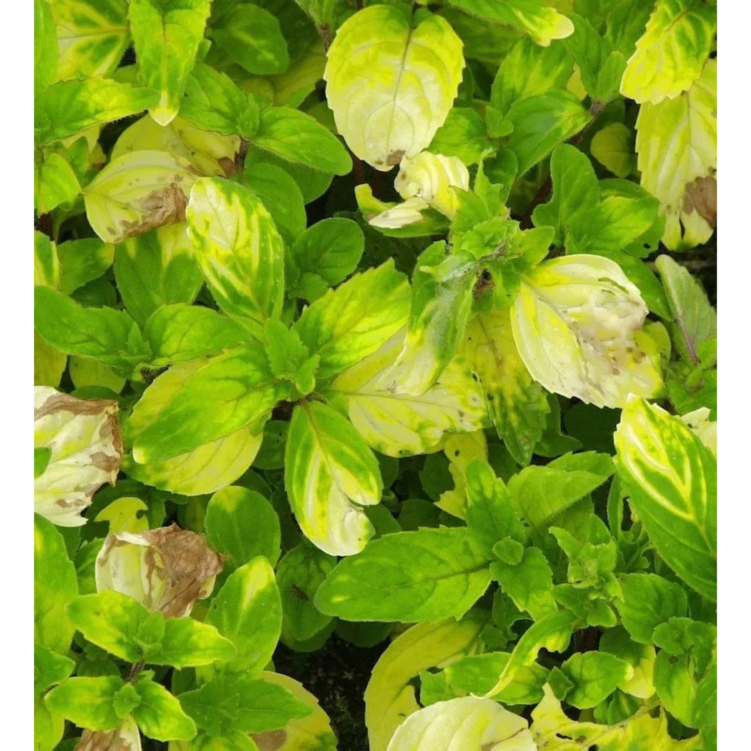 Ingwer Minze - Mentha gentilis