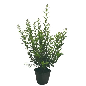 GROW by OBI Liguster Atrovirens im 3 l Topf, ca. 40-60 cm hoch, ideal für Hecken.