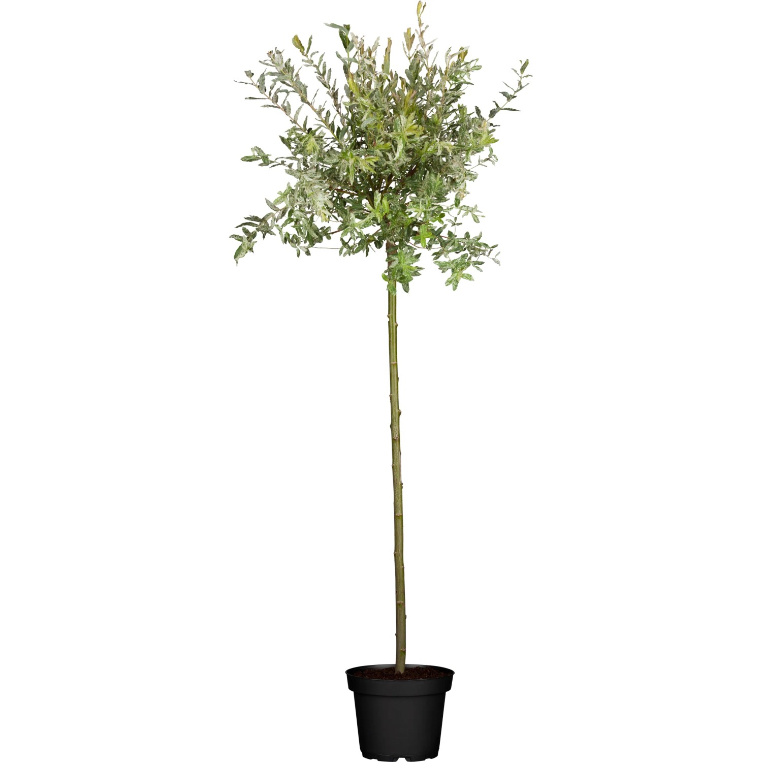 OBI Harlekinweide Hakuro Nishiki Stämmchen im Topf, grün-weiß panaschiertes Laub.