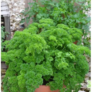 Smaragd Petersilie (Petroselinum crispum) im Topf, grüne, krause Blätter.