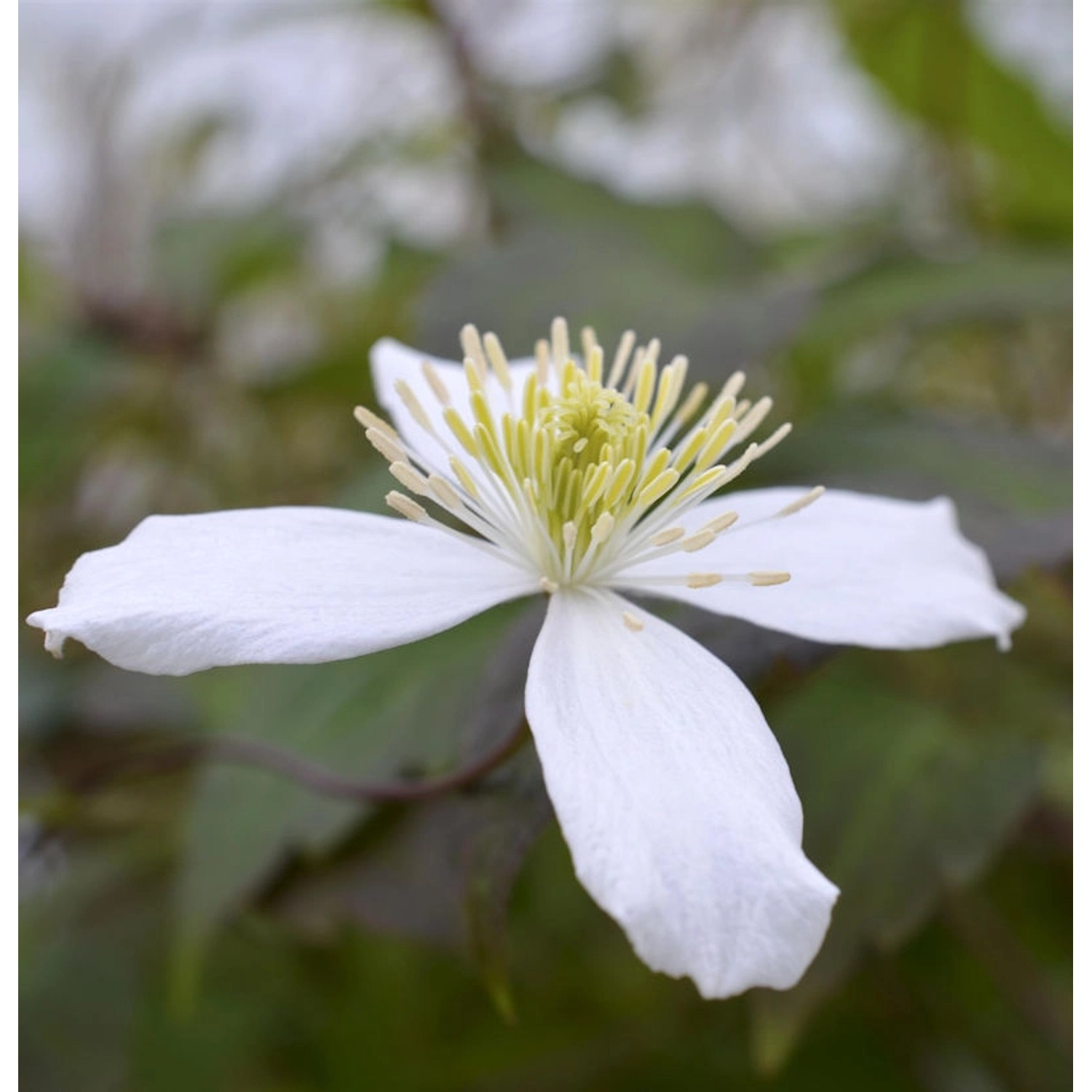 Berg Waldrebe Wilsonii 100-125cm - Clematis montana günstig online kaufen