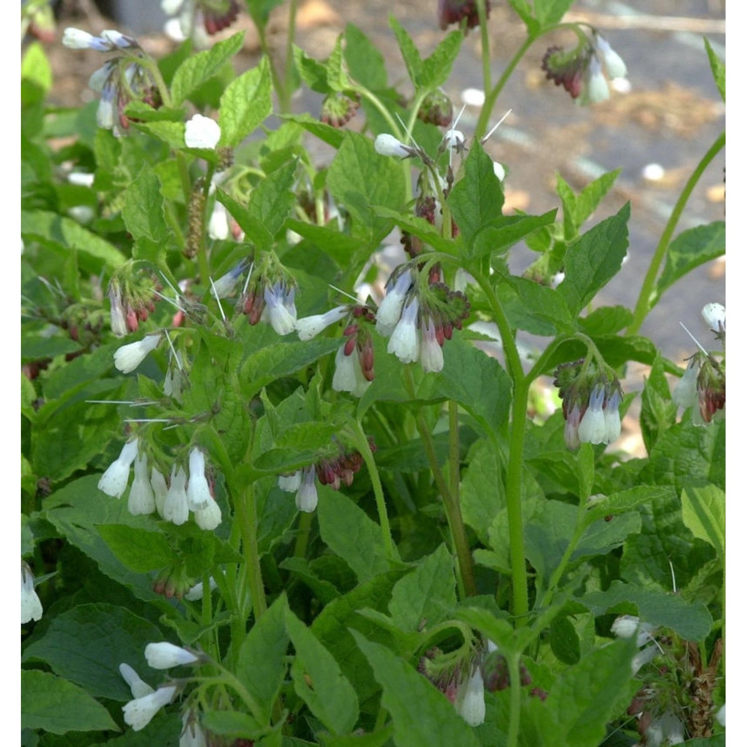 Kaukasus Beinwell Wisley Blue - Symphytum grandiflorum günstig online kaufen