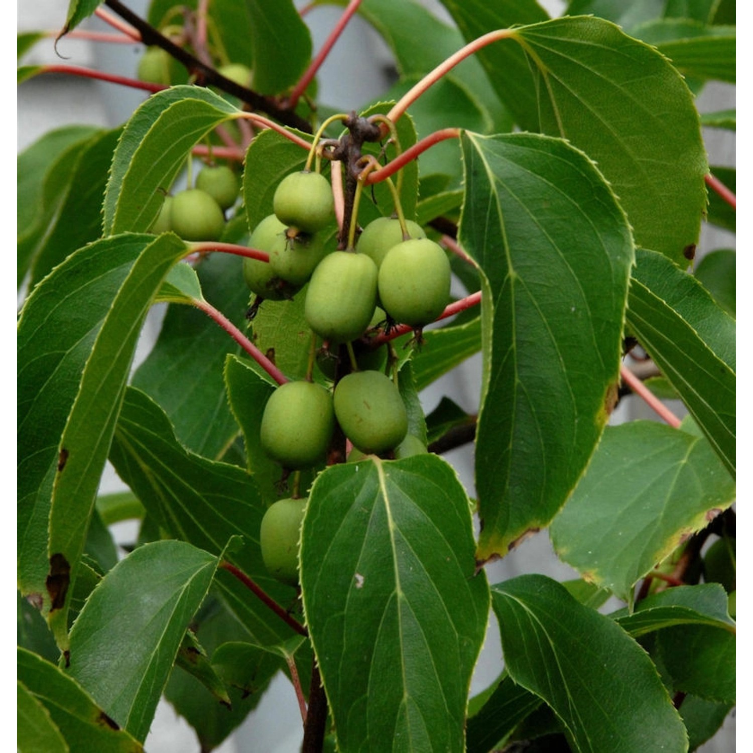 Kiwi 100-125cm - Actinidia arguta günstig online kaufen