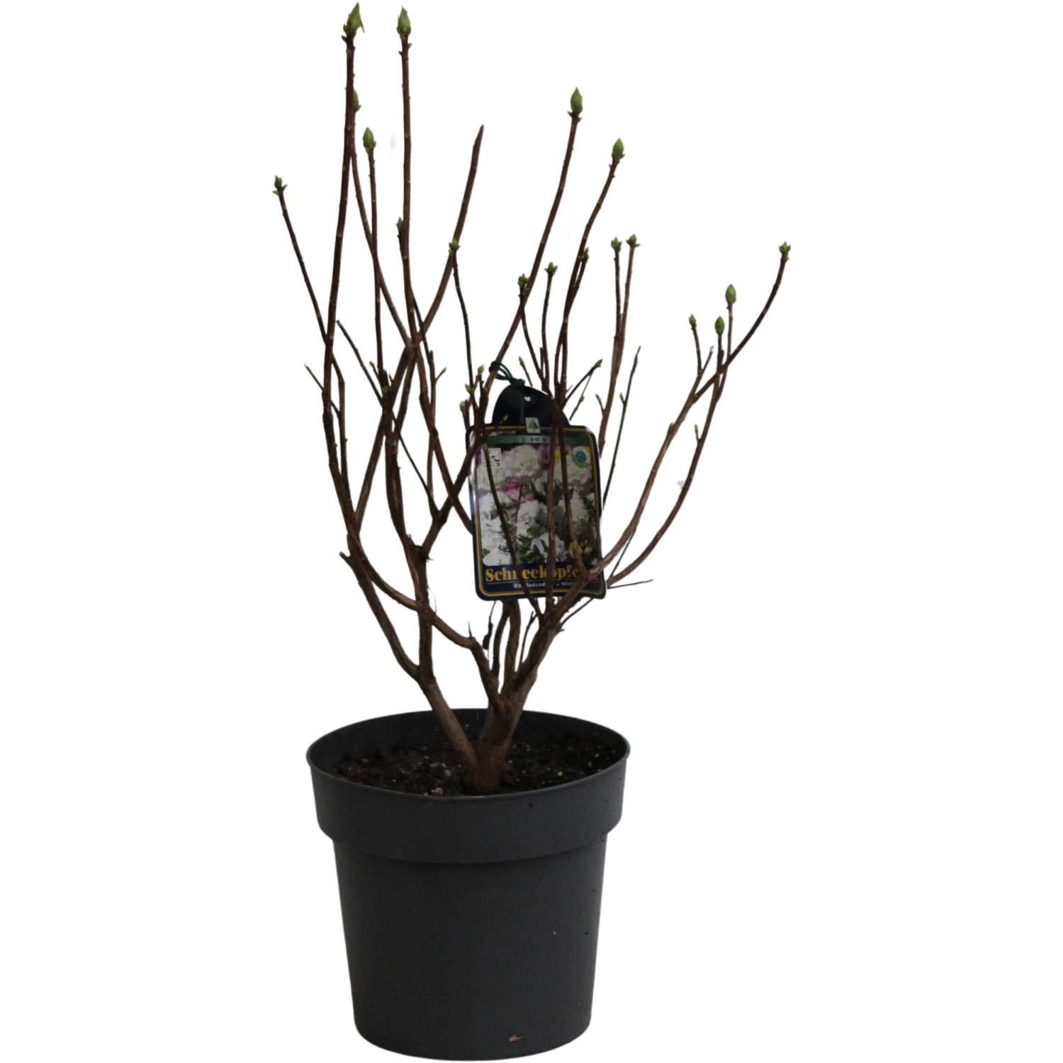stechpalme baum kaufen Amerikanische Stechpalme als Spalierbaum 'Nellie R. Stevens'