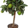 Fruchttragender Limettenbaum (Citrus aurantifolia) im Topf, ca. 90 cm hoch.
