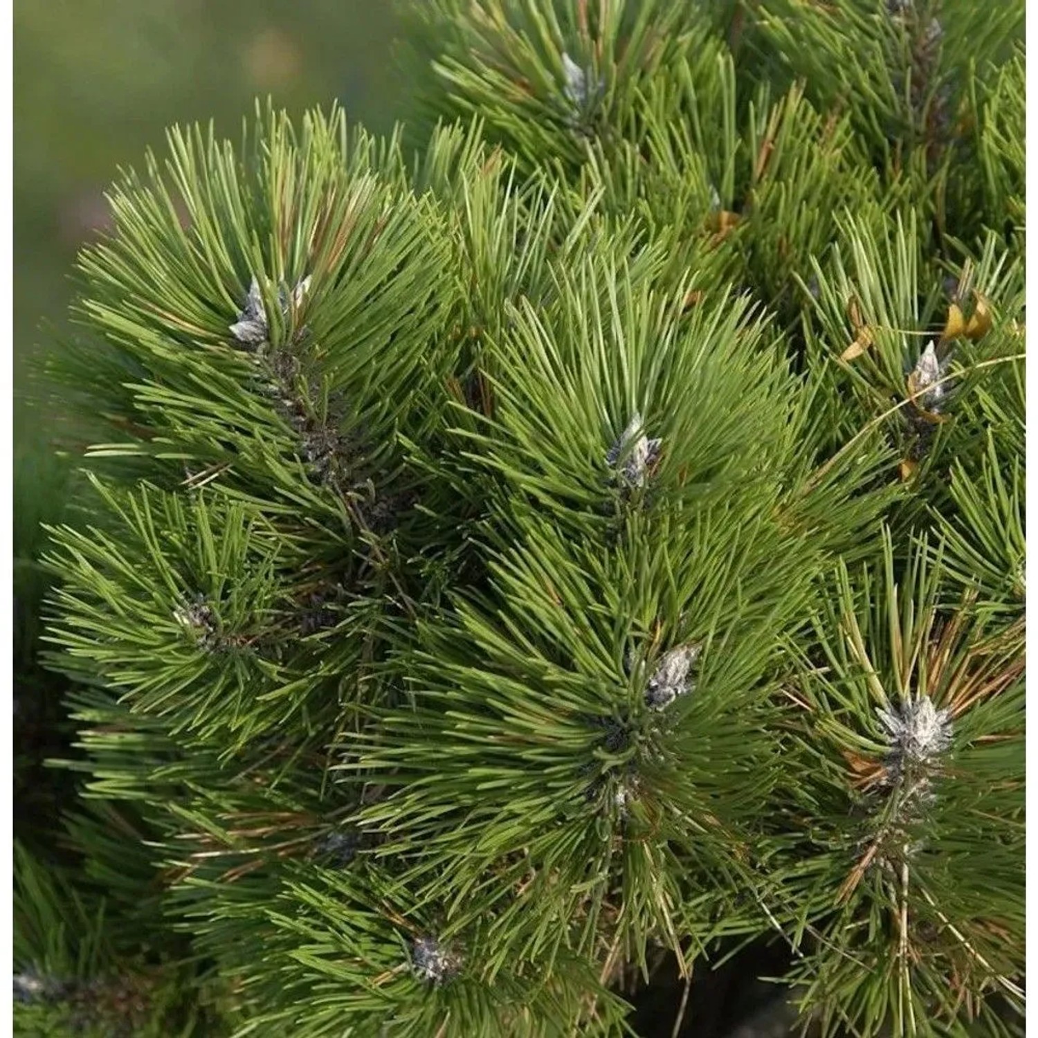 Zwerg Schwarzkiefer Helga 25-30cm - Pinus nigra