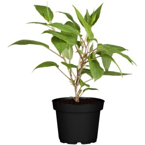 Junge, weibliche Kiwi Super Jumbo Pflanze im Topf von GROW by OBI mit grünen Blättern.