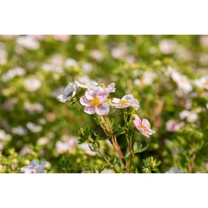 Rosa blühender Potentilla Fingerstrauch 'Pink Queen' im Gartenbeet.