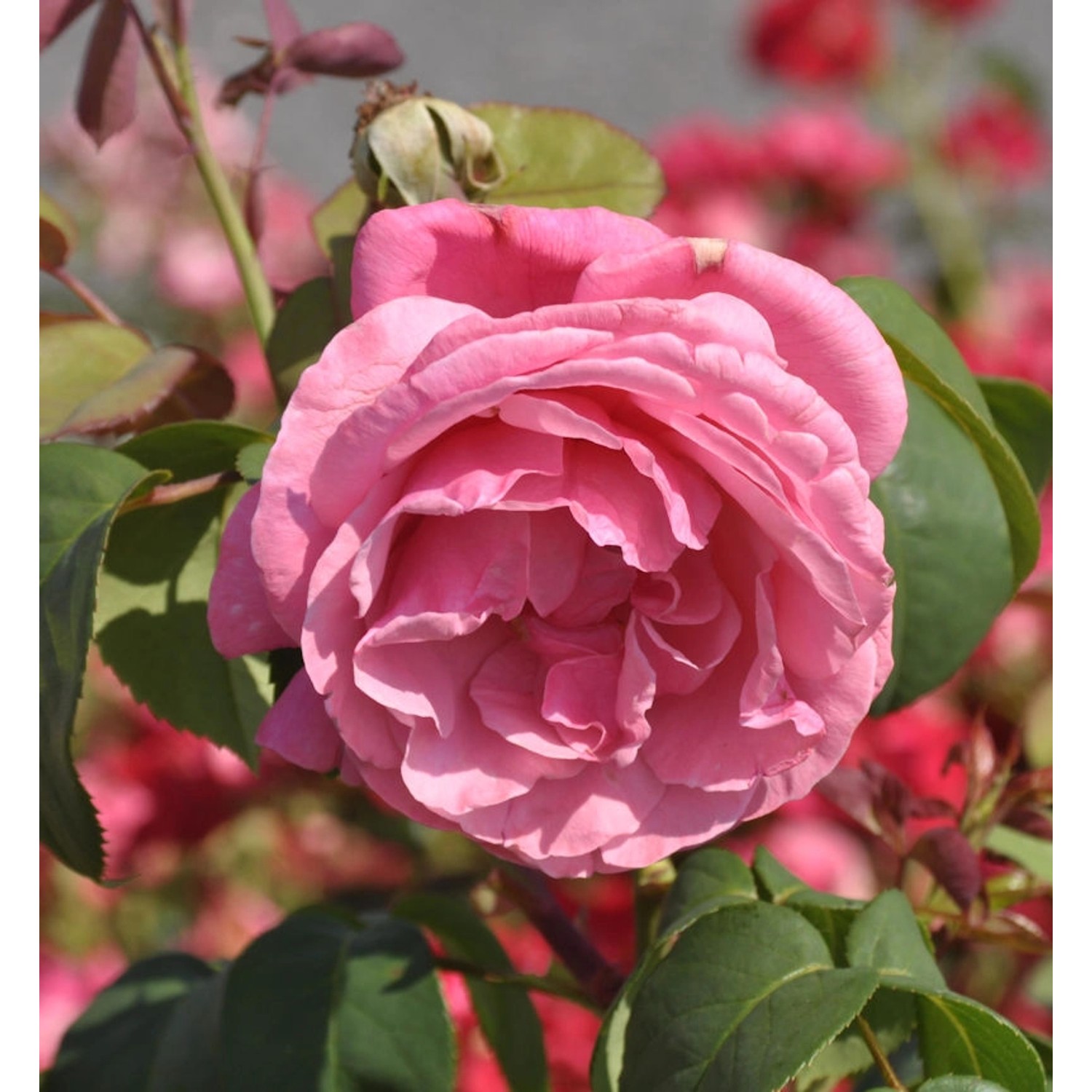 Duftrose Elbflorenz 30-60cm günstig online kaufen