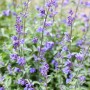 Detailaufnahme von blühendem 'Arbeitsloser Vorgarten' Stauden-Set mit lila Blüten.