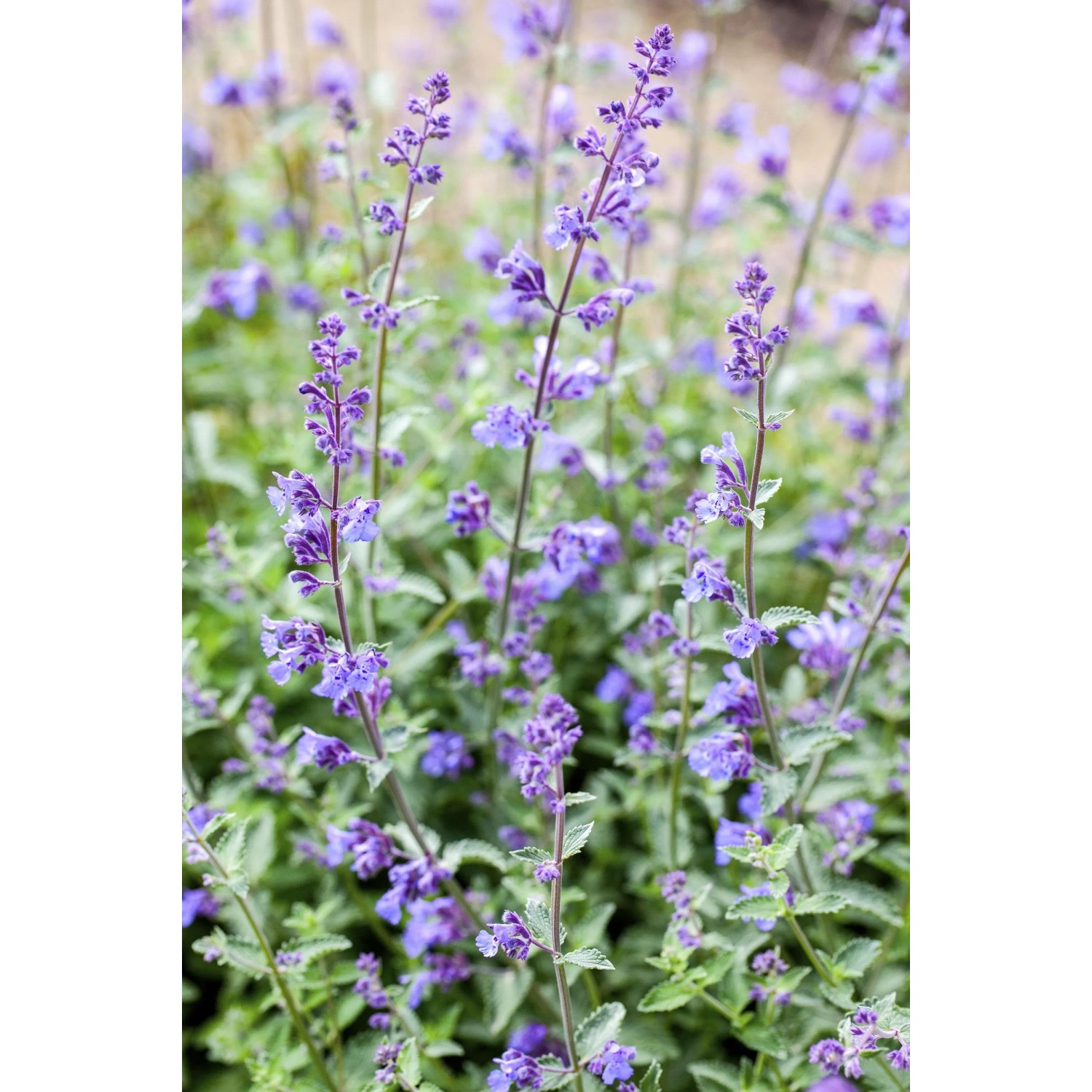 Detailaufnahme von blühendem 'Arbeitsloser Vorgarten' Stauden-Set mit lila Blüten.