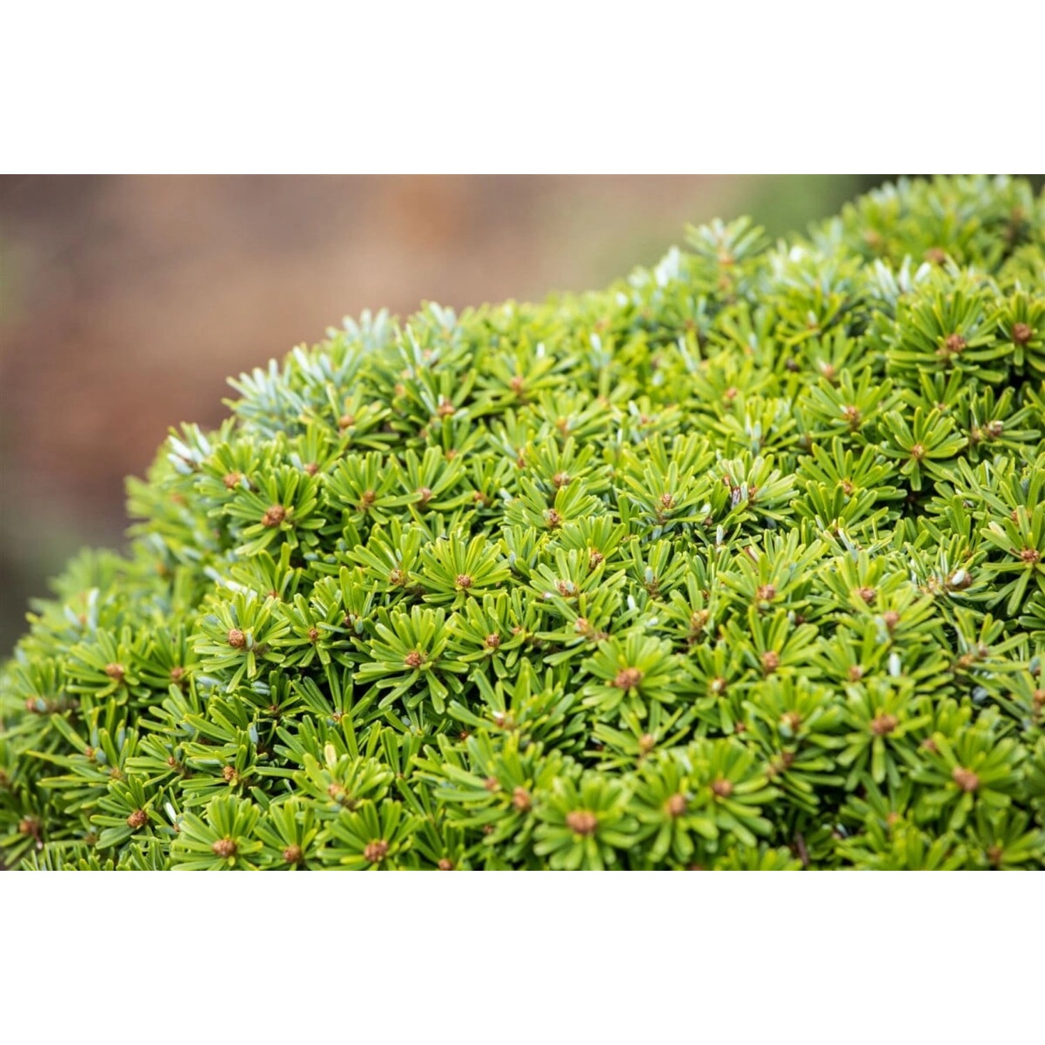 Abies Koreana Kristallkugel Tanne Kompakt 40 cm Stammhöhe günstig online kaufen
