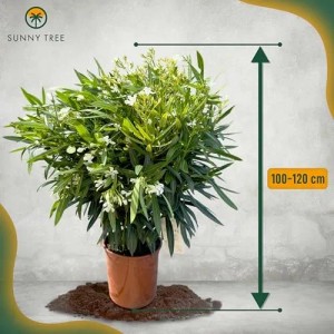 Oleander 'Weiß', 100/120 cm, im Topf. Immergrüne Kübelpflanze mit weißen Blüten.