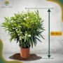 Oleander 'Weiß', 100/120 cm, im Topf. Immergrüne Kübelpflanze mit weißen Blüten.