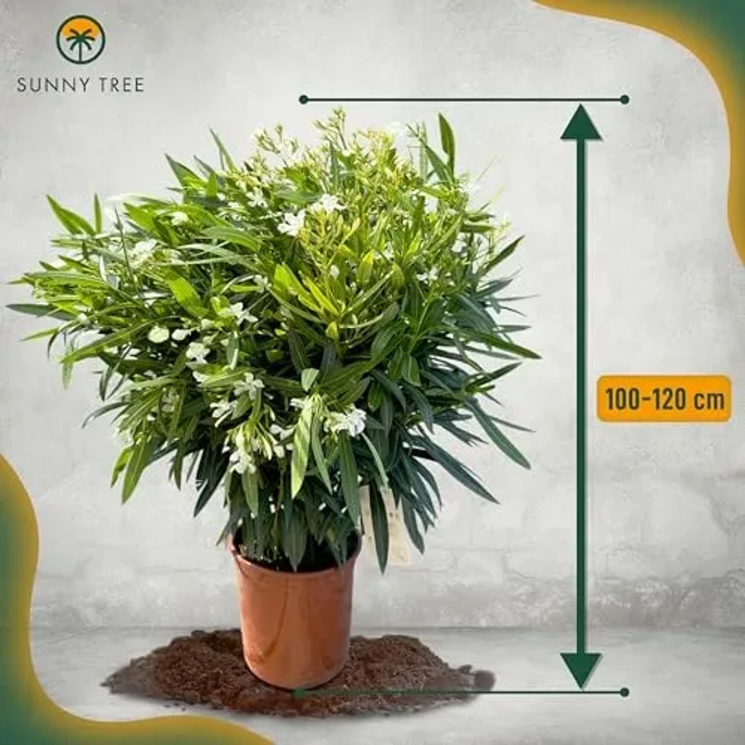Oleander 'Weiß', 100/120 cm, im Topf. Immergrüne Kübelpflanze mit weißen Blüten.