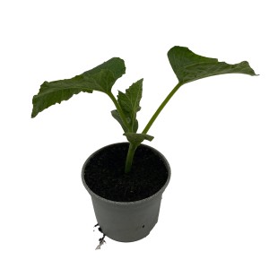 Junge Bio Mini Schlangengurke im Topf mit grünen Blättern.