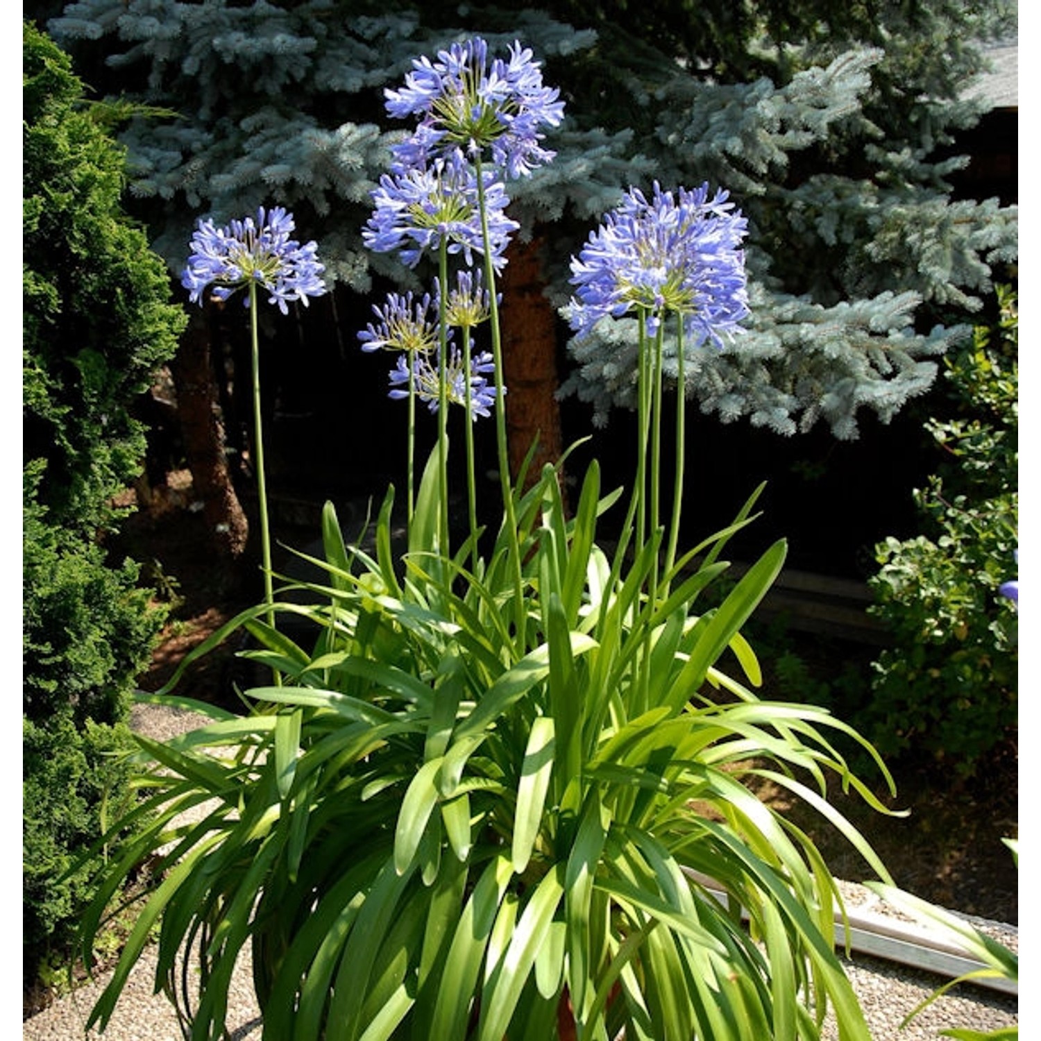 Liebesblume Schmucklilie  - großer Topf - Agapanthus africanus günstig online kaufen