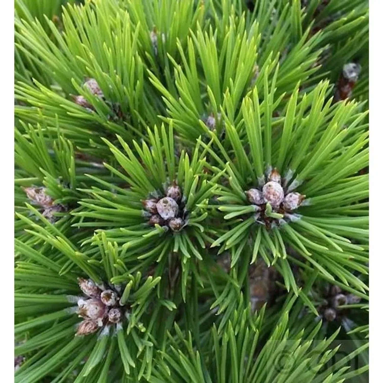 Japanische Rotkiefer Low Glow 25-30cm - Pinus densiflora
