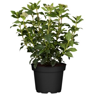 Immergrüner Schneeball (Viburnum tinus) im Topf, mit grünen Blättern und weißen Blütenknospen.