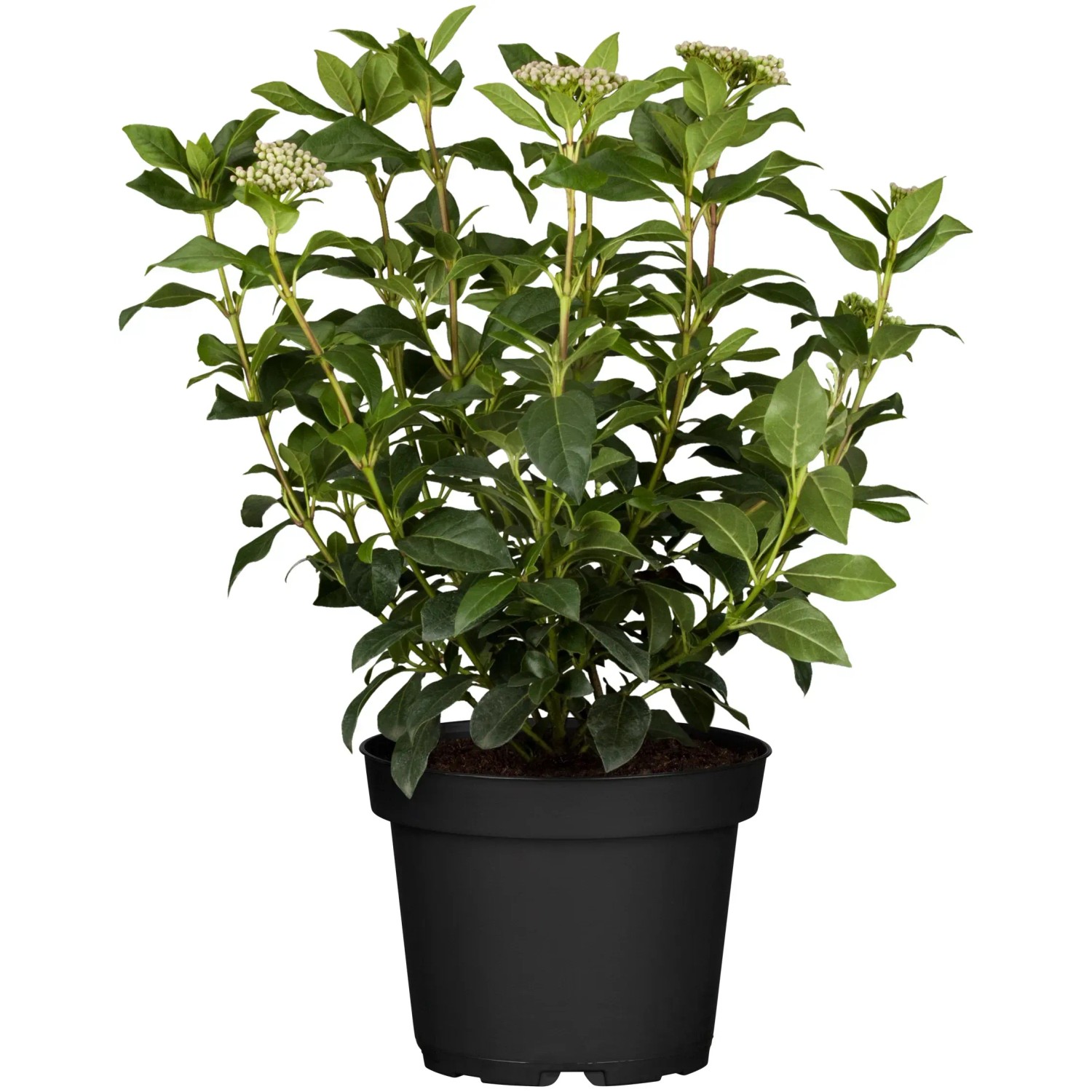 GROW by OBI Schneeball Topf-Ø 2,3 L Viburnum tinus