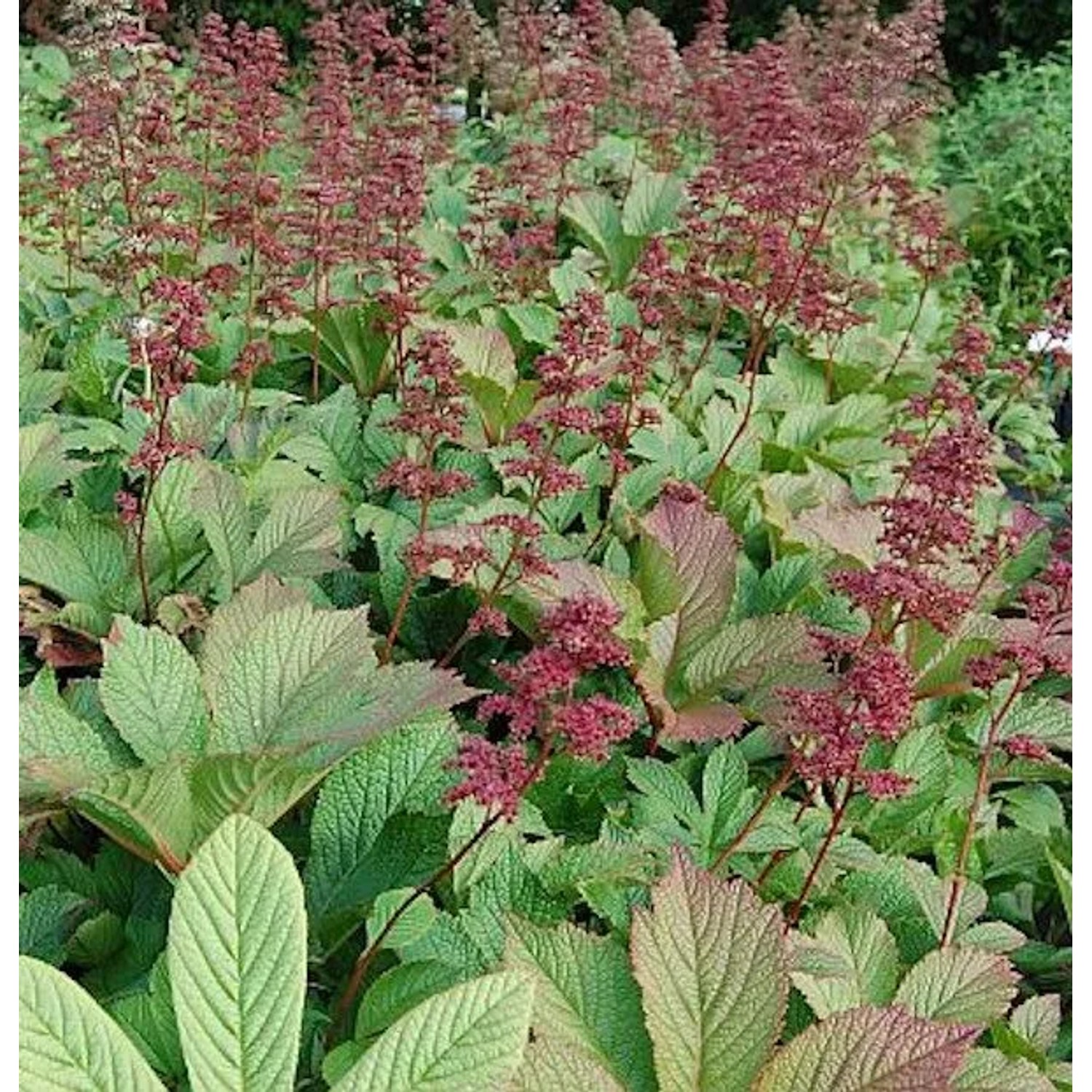 Rodgersie Henrici - Rodgersia henrici