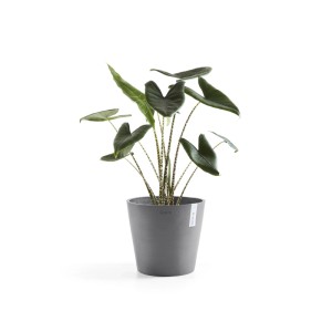 Ecopots Amsterdam Pflanztopf, grau, 30x26 cm, mit Pflanze.