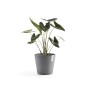 Ecopots Amsterdam Pflanztopf, grau, 30x26 cm, mit Pflanze.