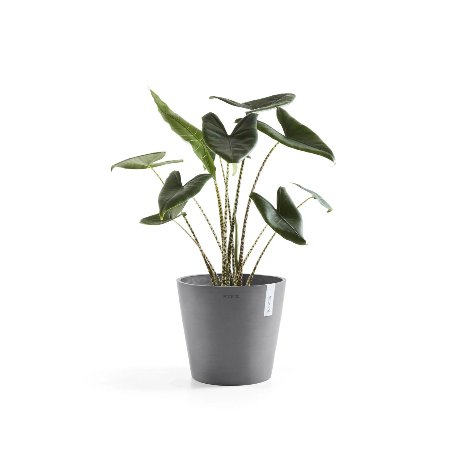 Ecopots Amsterdam Pflanztopf, grau, 30x26 cm, mit Pflanze.