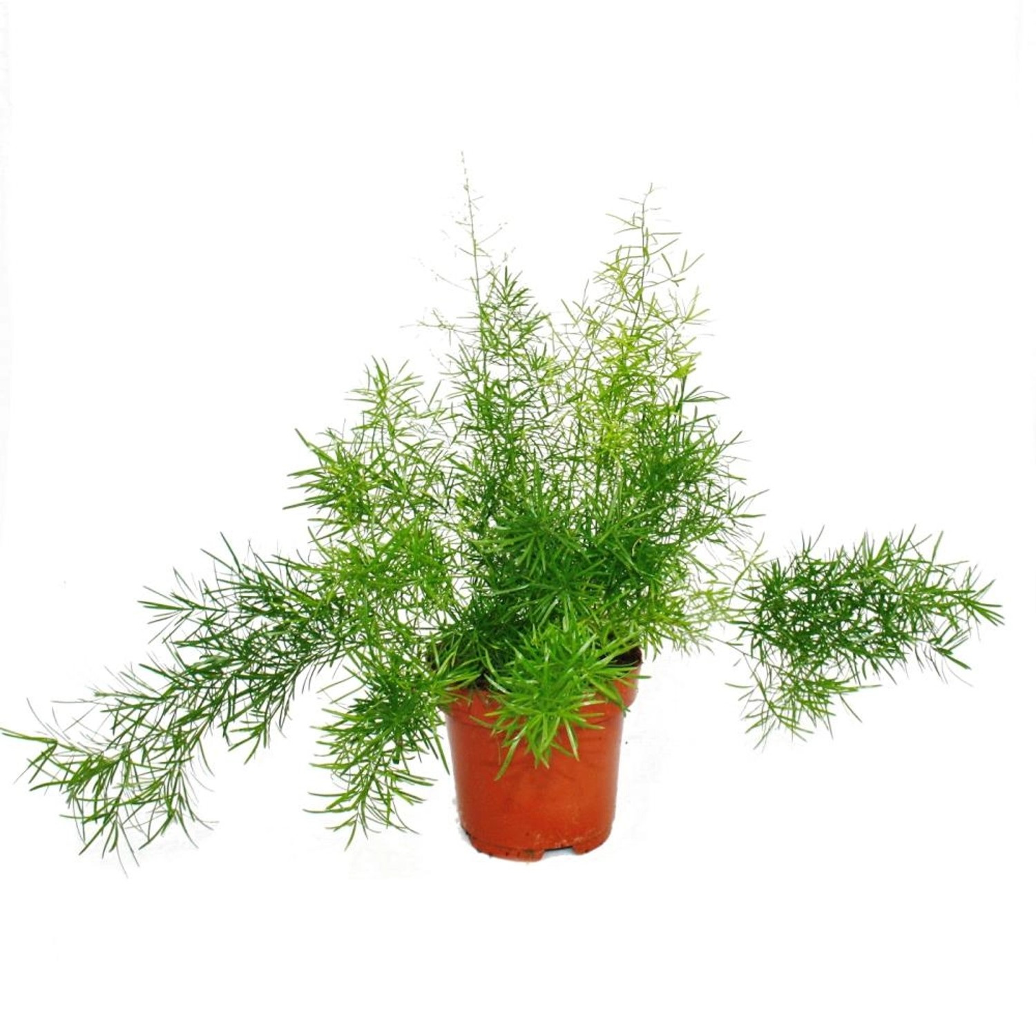 Exotenherz Zierspargel Asparagus Densiflorus Sprengeri Pflegeleichte Grünpflanze 12cm Topf