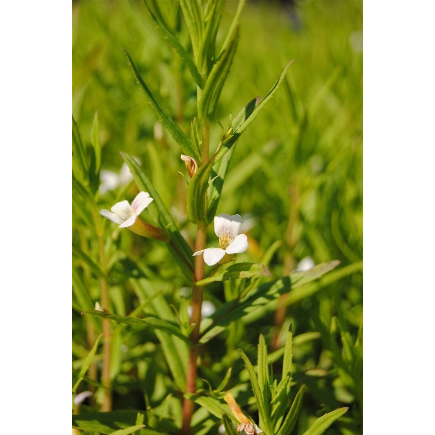 Gratiola Officinalis Gottesgnadenkraut Ca. 9x9 cm Topf günstig online kaufen
