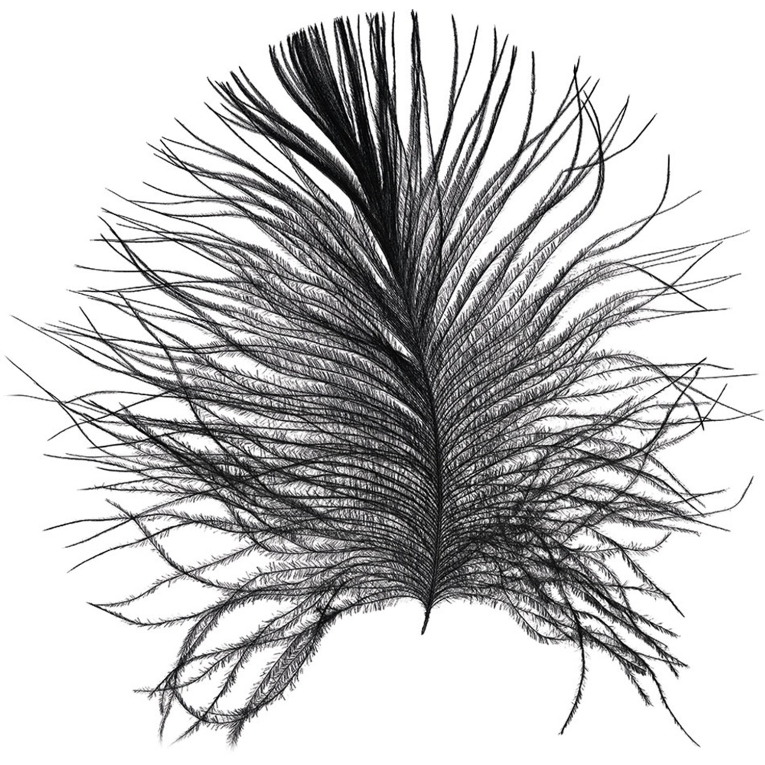 Komar Wandbild Feather White 50 x 70 cm