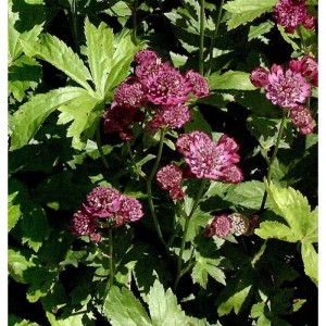 Nahaufnahme der rotblühenden Sterndolde (Astrantia carniolica) im Garten.