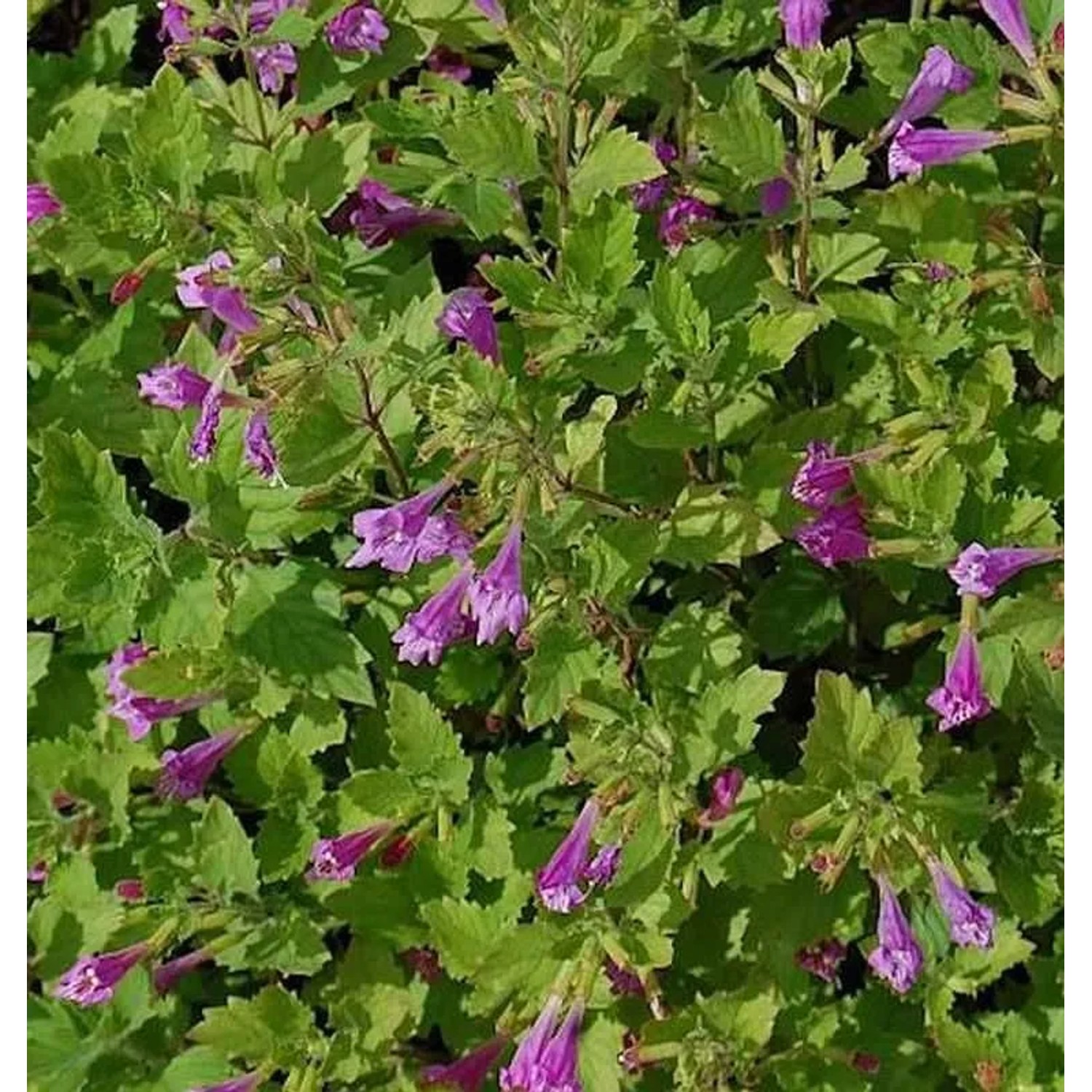 Bergminze Steinquendel - Calamintha grandiflora