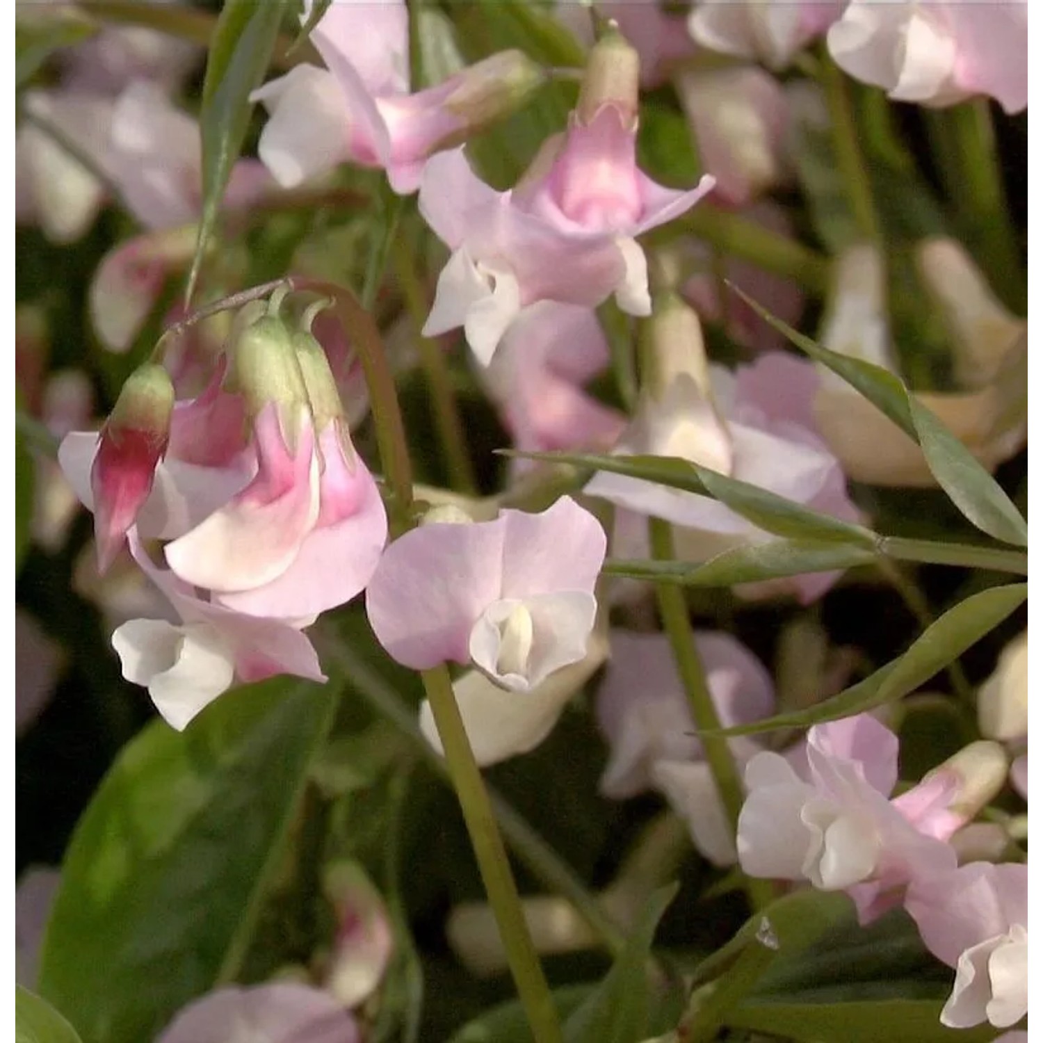 Wald Wicke Alboroseus - Lathyrus vernus