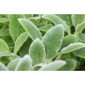 Nahaufnahme von Wollziest 'Silver Carpet' (Stachys byzantina) mit silbrigen Blättern.