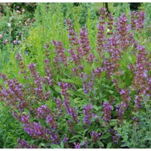 Echter Salbei - Salvia officinalis