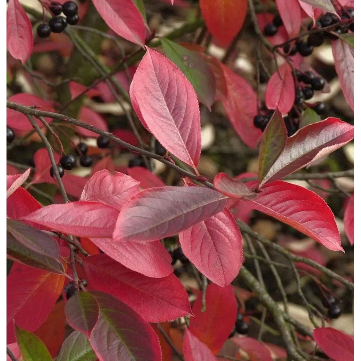 Apfelbeere Autumn Magic 40-60cm - Aronia melanocarpa