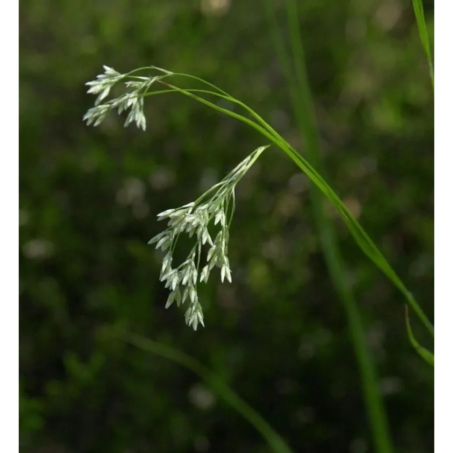 Hainsimse - Luzula pilosa