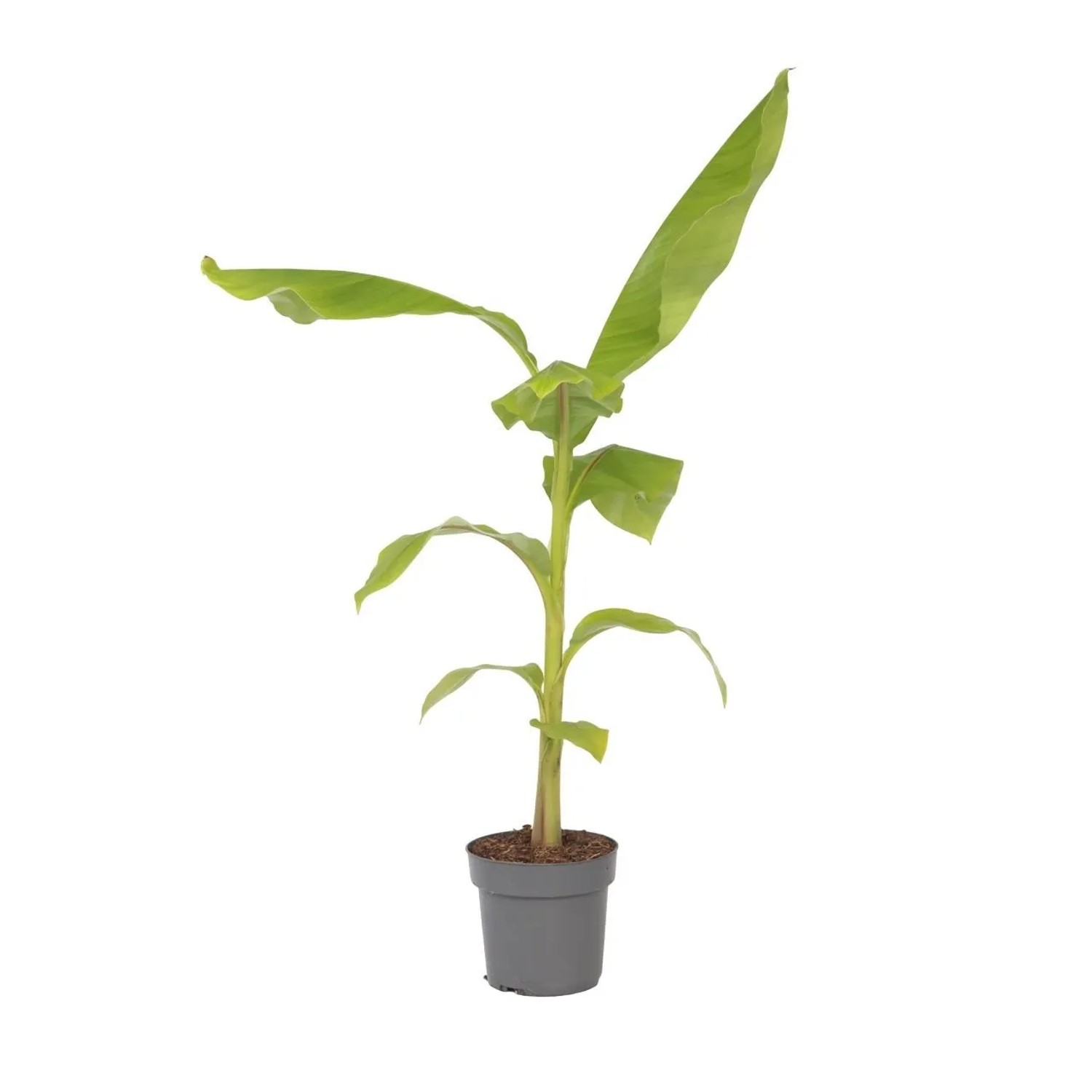 Plant In A Box Bananenpflanze  Musa Basjoo Höhe 55cm Ø21 Grün