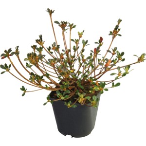 Japanische Azalee Kermesina Rose im Topf, ca. 20-25 cm hoch, mit grünen Blättern und roten Knospen.